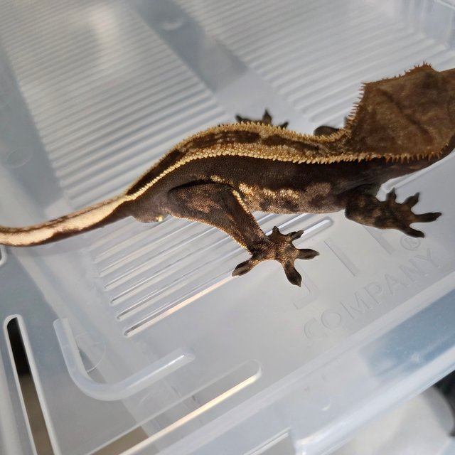 100%헷아잔틱 풀핀