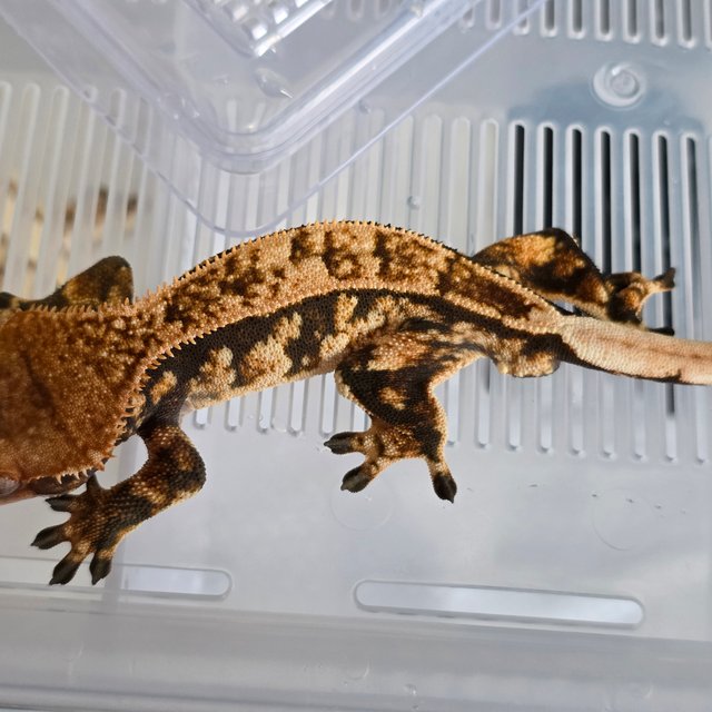 트라이 핀스트라이프