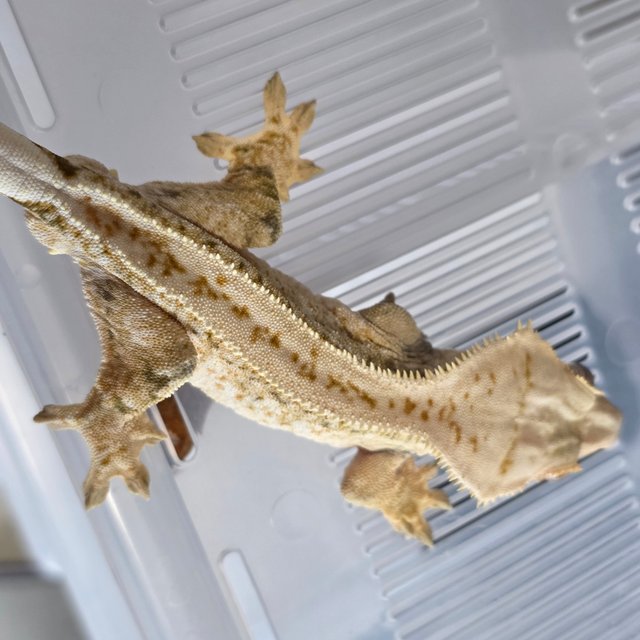 노멀 트라이 화이트스팟