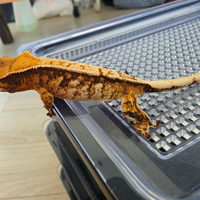 노멀 트라이 핀스트라이프