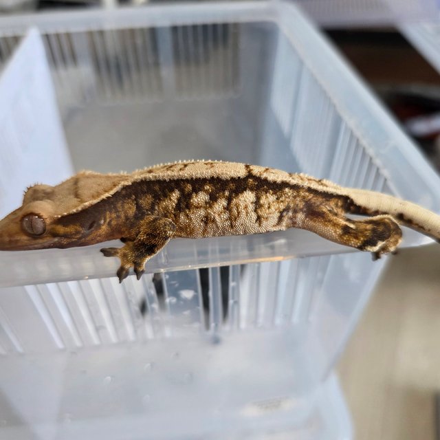 노멀 트라이 핀스트라이프