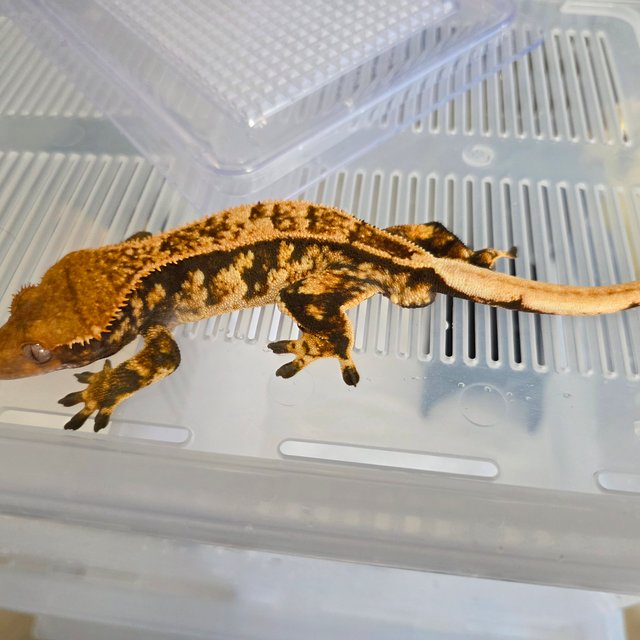 트라이 핀스트라이프