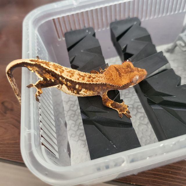 트라이 핀스트라이프 텐저린