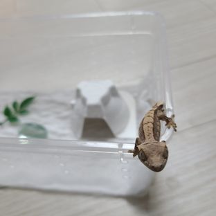 스누프
