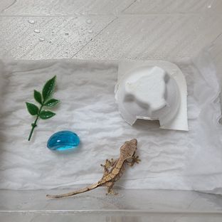 둥실이