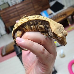 개나리