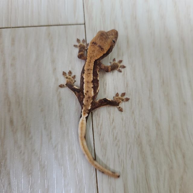 노멀 할리퀸