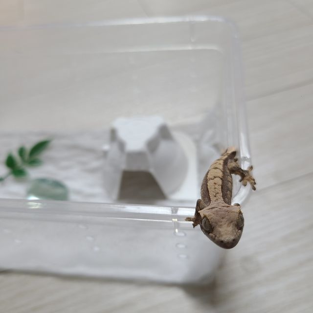 노멀 할리퀸