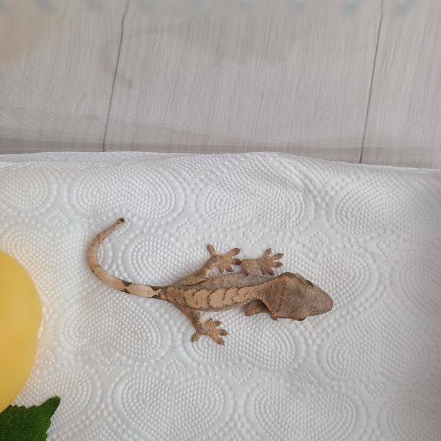 노멀 할리퀸
