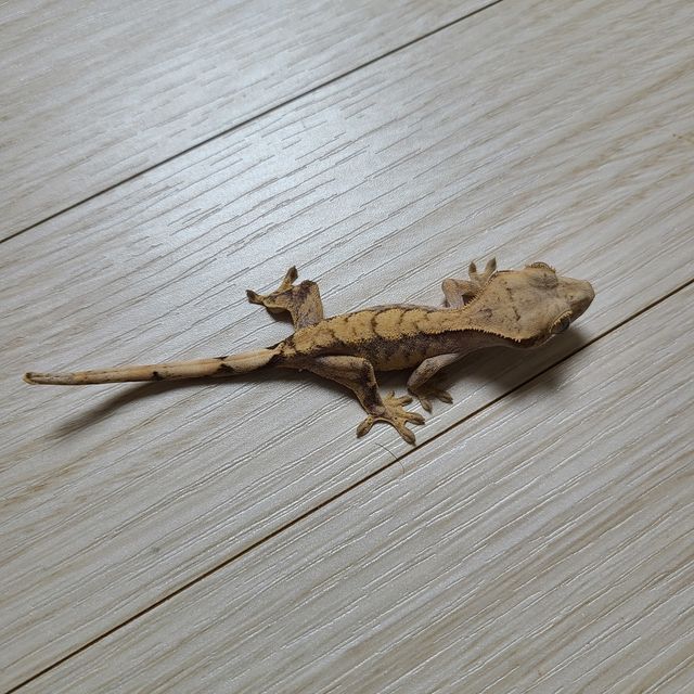 노멀 할리퀸