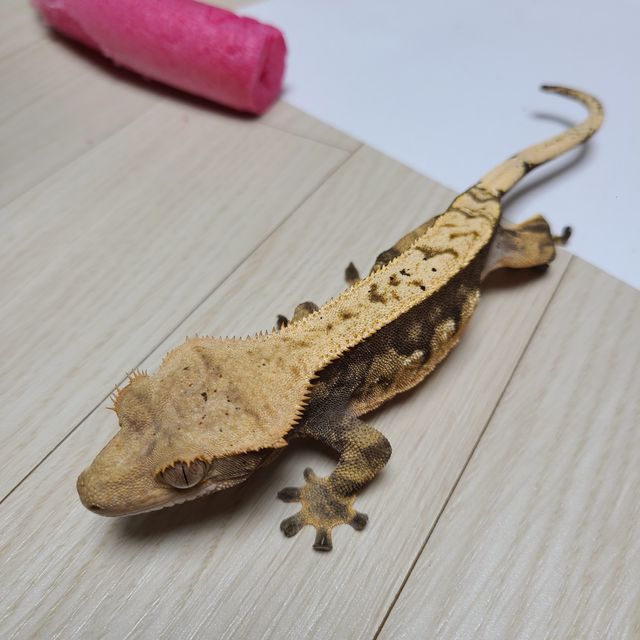 노멀 할리퀸