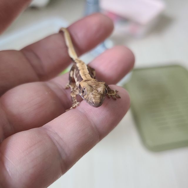 노멀 할리퀸