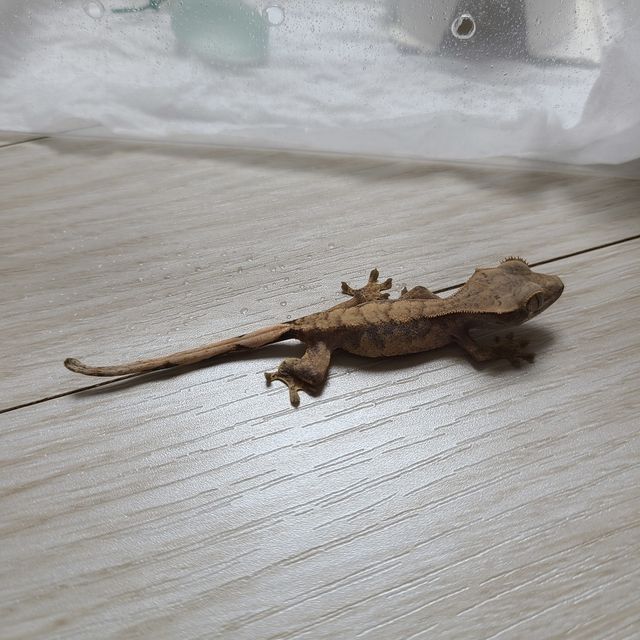 노멀 할리퀸