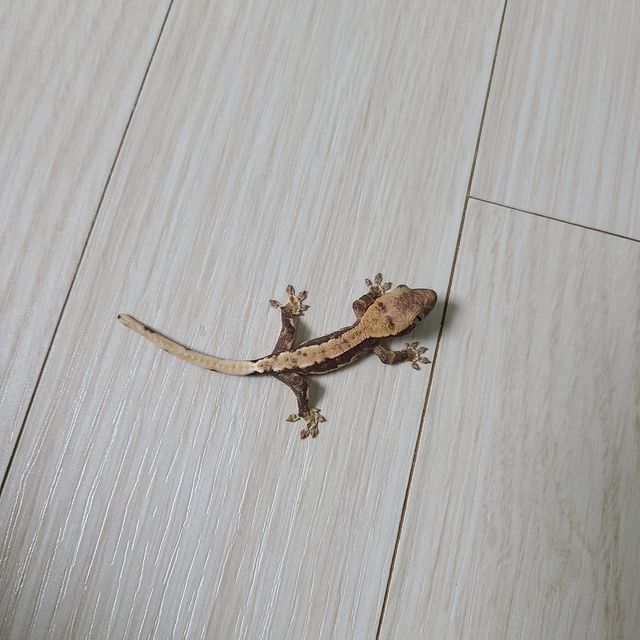 노멀 할리퀸