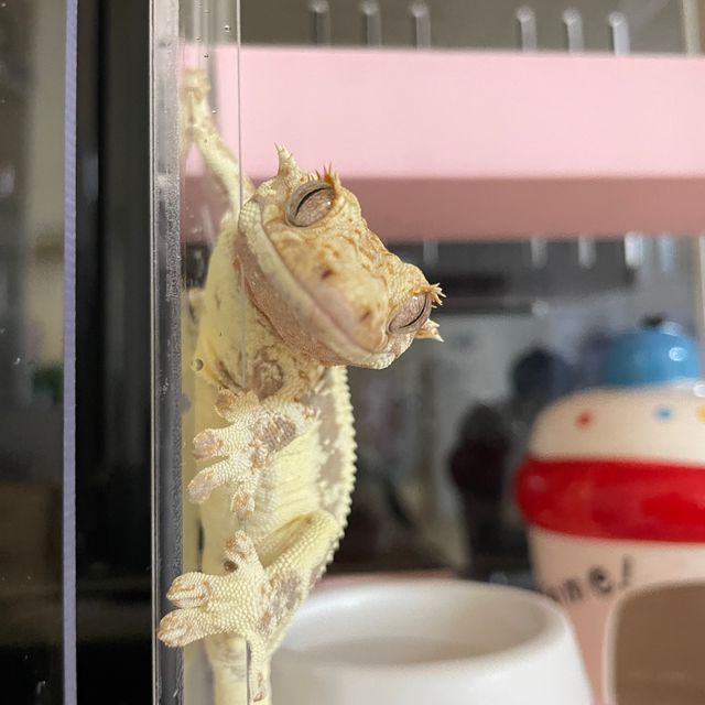 릴리화이트
