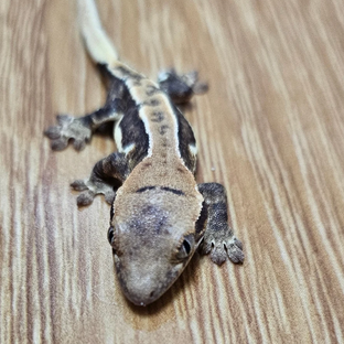앙꼬