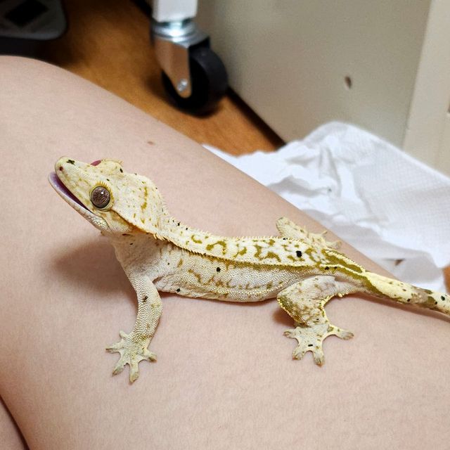 크림시클