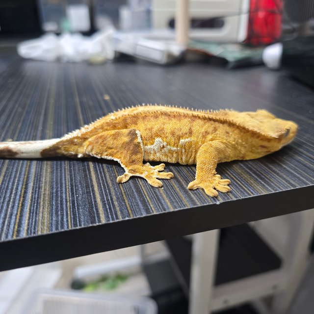 릴리100%헷아잔틱