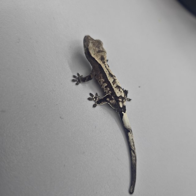 카푸치노 아잔틱