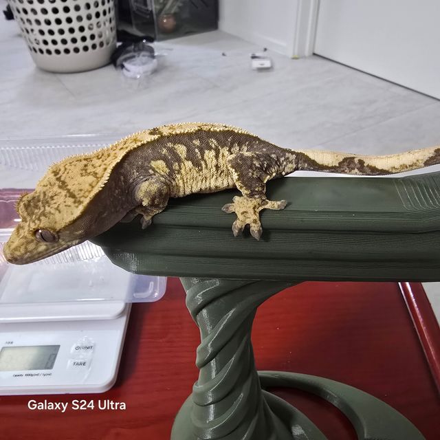 100%헷아잔틱