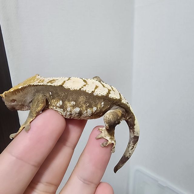 노멀