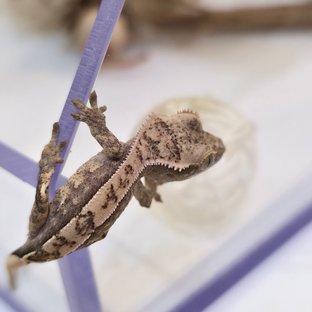 세이블