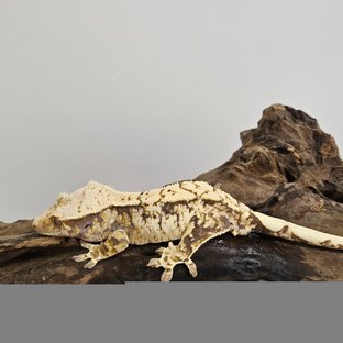 노멀 트라이 익스트림할리퀸 화이트스팟 화이트