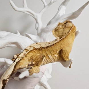 노멀 크림시클 100%헷아잔틱