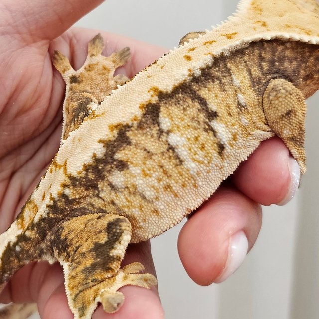 트라이 익스트림할리퀸 핀스트라이프 화이트스팟