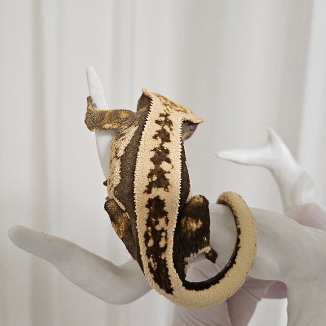 엠티백 쿼드 풀핀 다크