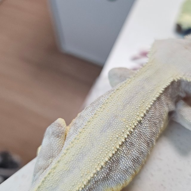 크림시클 릴리화이트