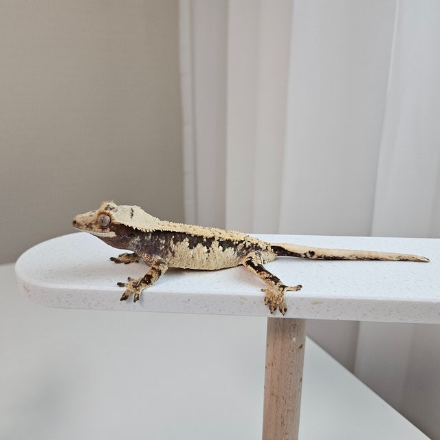 노멀 트라이 화이트스팟