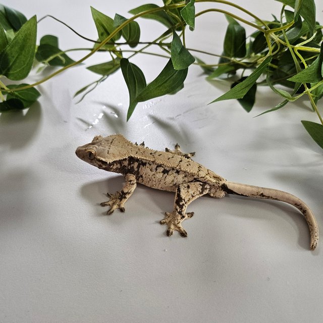 트라이 익스트림할리퀸