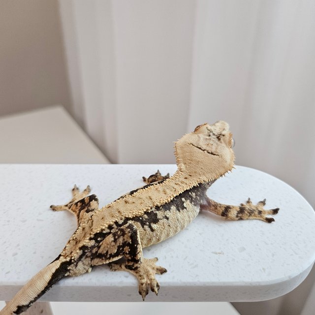 노멀 트라이 화이트스팟