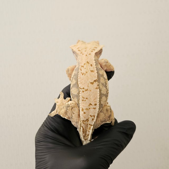 노멀 쿼드 화이트스팟 풀핀