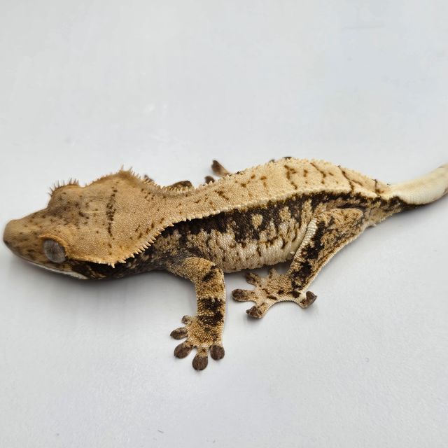 트라이 익스트림할리퀸