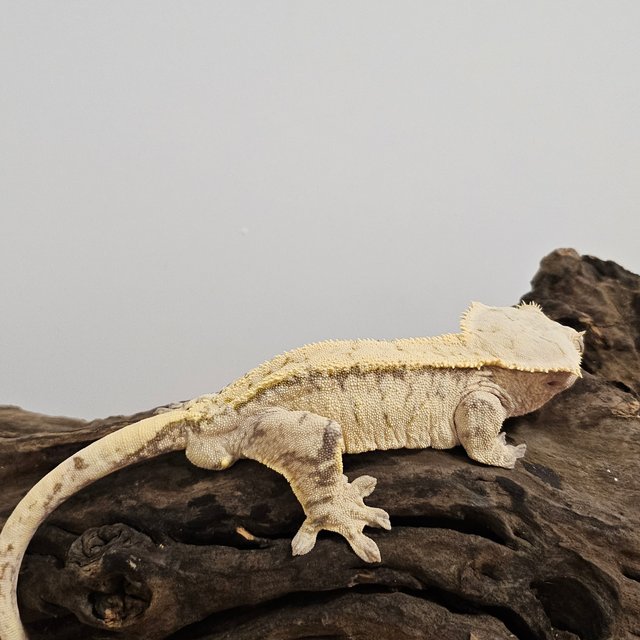 노멀 트라이 익스트림할리퀸