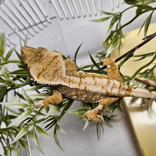 노멀 트라이 익스트림할리퀸 할리퀸 화이트스팟