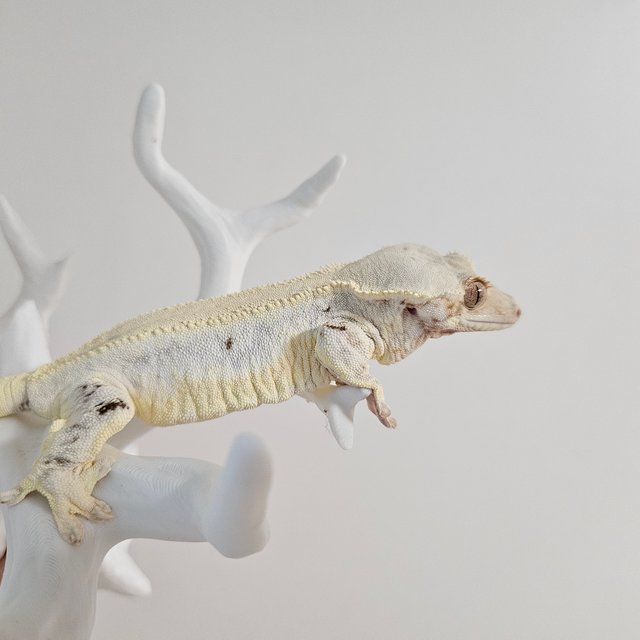 릴리화이트 솔리드백 화이트