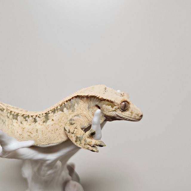 노멀 트라이 익스트림할리퀸 쿼드