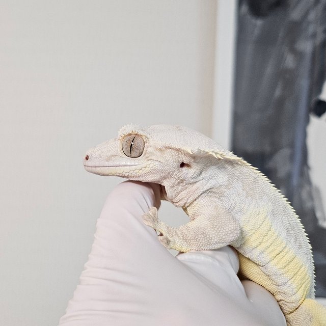 크림시클 릴리화이트