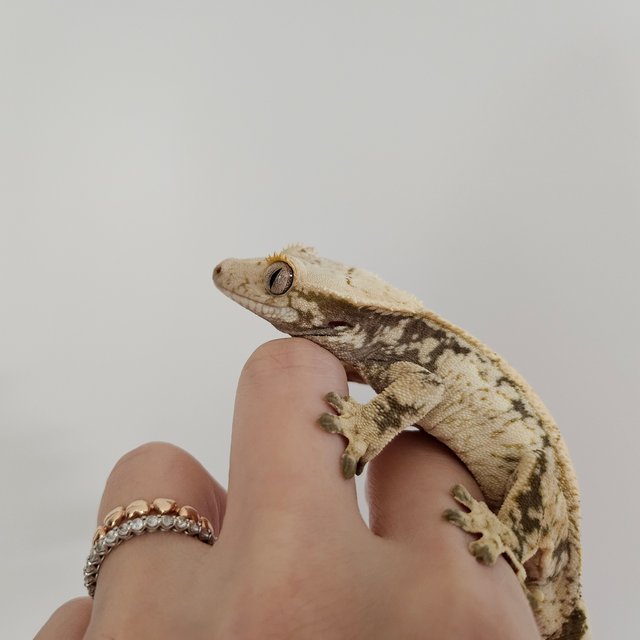 트라이 익스트림할리퀸