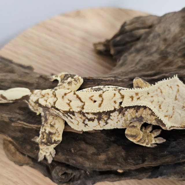 노멀 트라이 익스트림할리퀸 화이트스팟 화이트