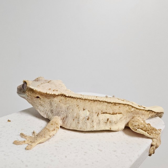 크림시클 드리피