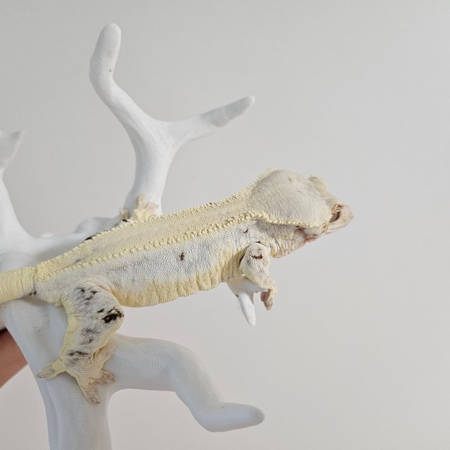 릴리화이트 솔리드백 화이트