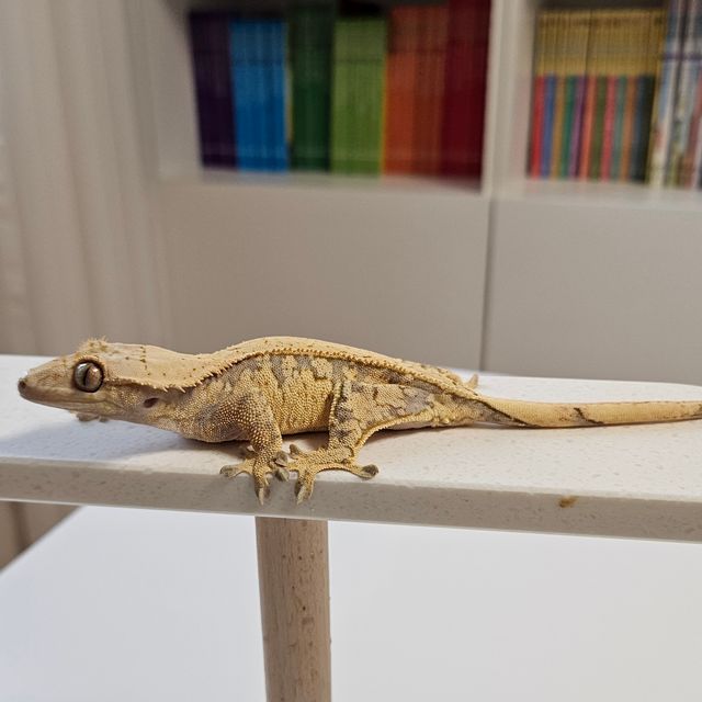 노멀 풀핀 화이트스팟