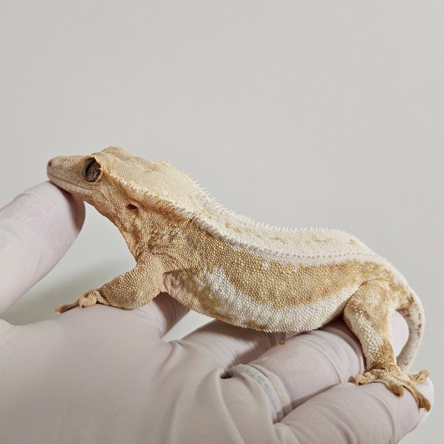 릴리화이트 드리피 크림시클