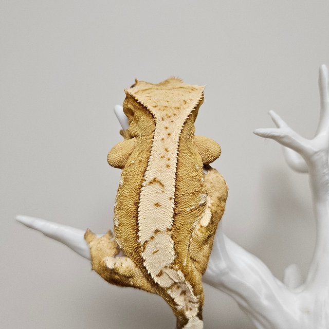 노멀 크림시클 100%헷아잔틱