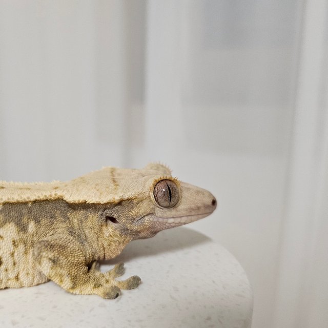 노멀 트라이 익스트림할리퀸