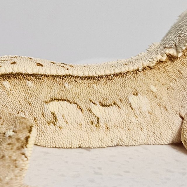 크림시클 드리피